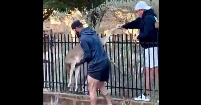 WATCH: Jake Arrieta rescues deer stuck in fencing