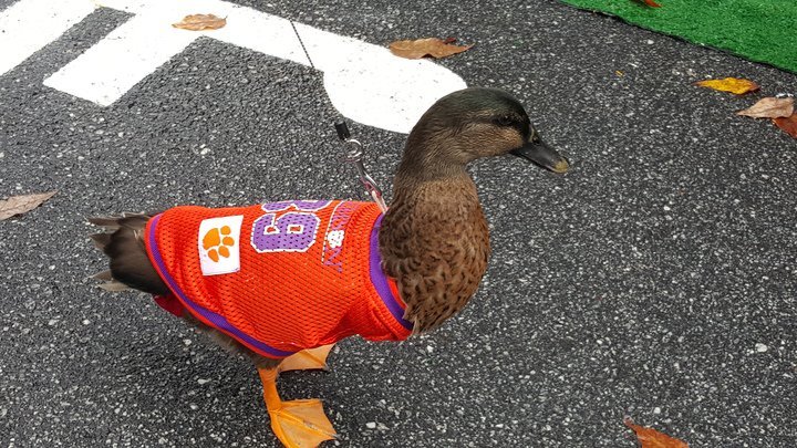 Duck wearing a Clemson football jersey on campus 
