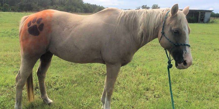 Photo: Horse is 'All-In' with large Clemson tattoo