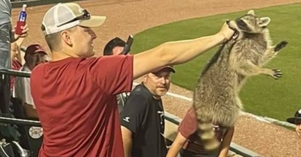 The raccoon got a few bites in before being escorted out of the stadium