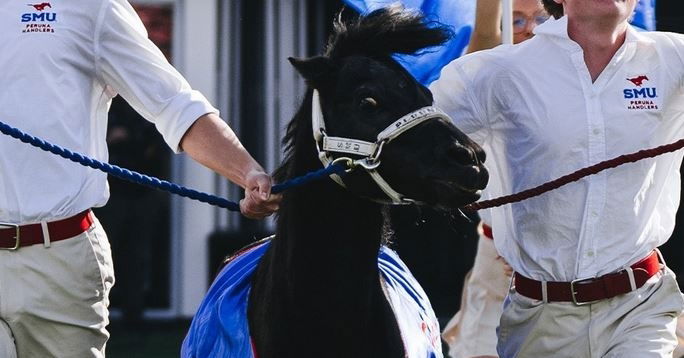 SMU horse Peruna joining team for ACC championship against Clemson