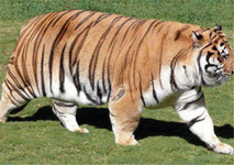 TigerBallsRawls® Logo