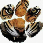 Tiger1® Logo