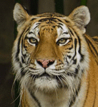 Tiger1983® Logo